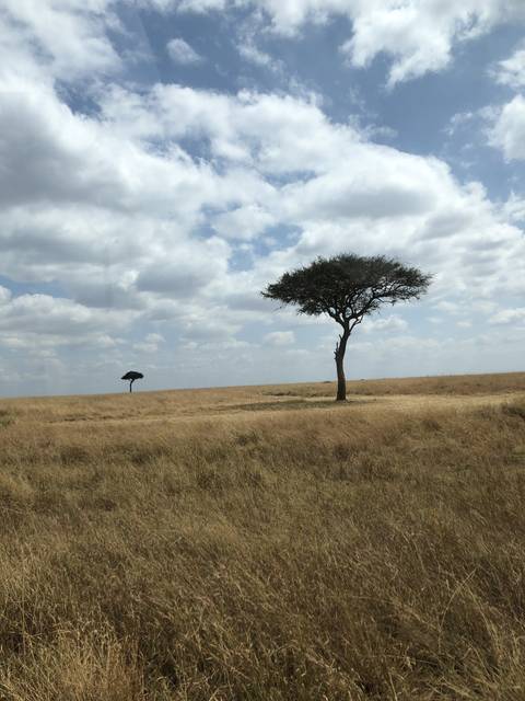 Lone tree in a vast savannah landscape.