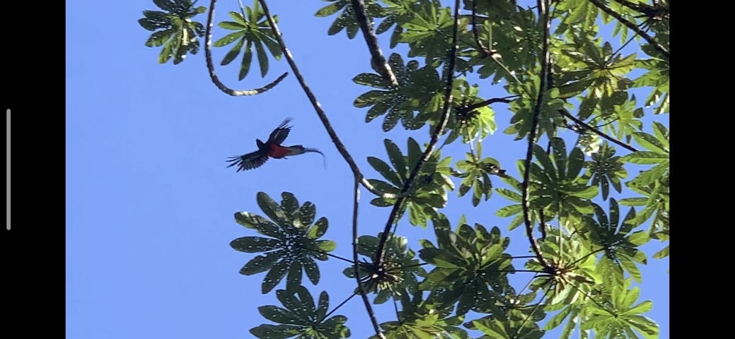      Bird in flight among tree branches.
  