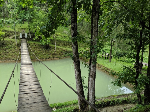       Wooden bridge over greenish water in a forested area.
  