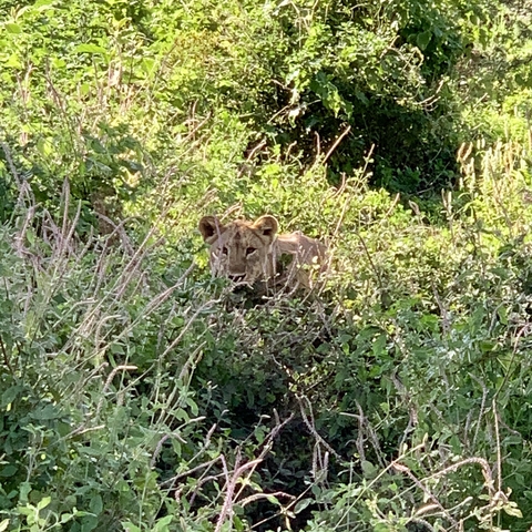 Lion hiding in dense foliage.