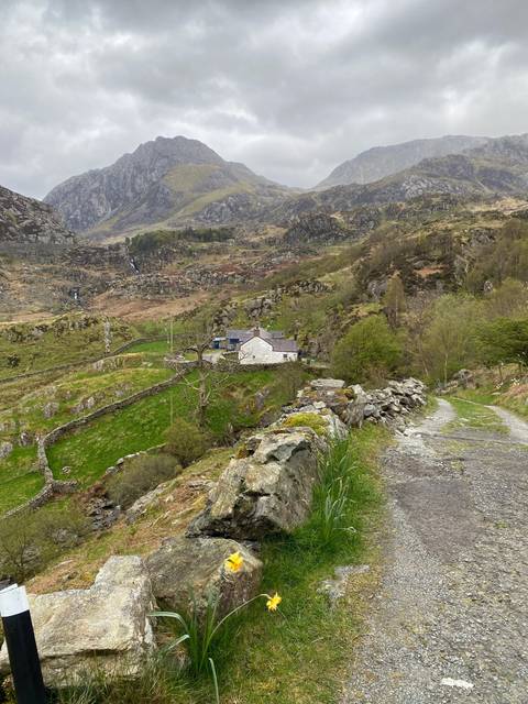 Countryside landscape with mountains, rocks, and daffodils.
