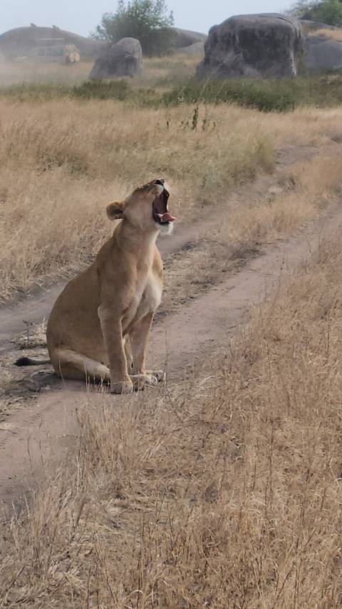       Lioness resting on a dirt path in the savannah.
  