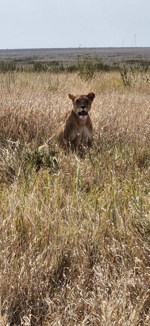 Lioness hiding in tall grass in the savannah.