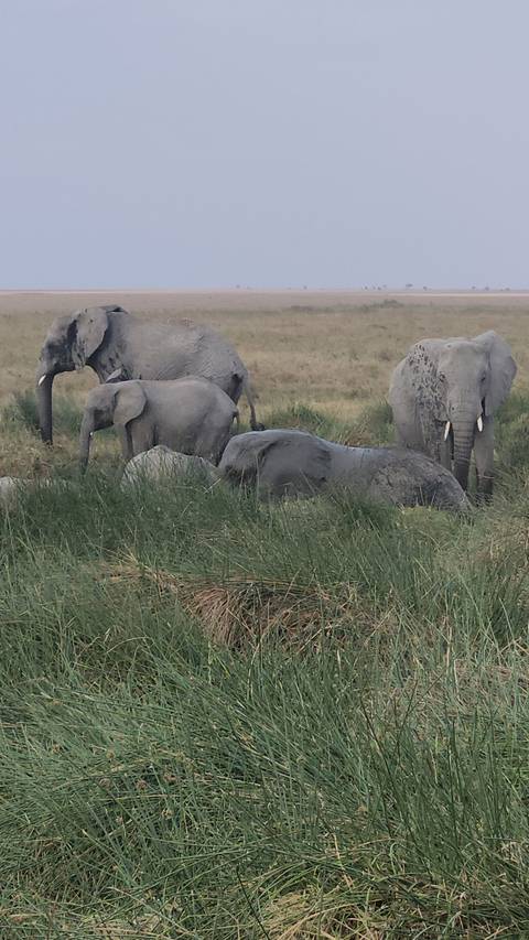 Herd of elephants grazing in tall grass.
