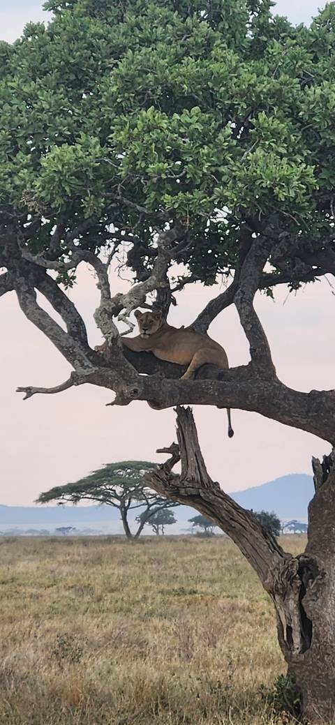 Lion resting on a tree branch in the savannah.