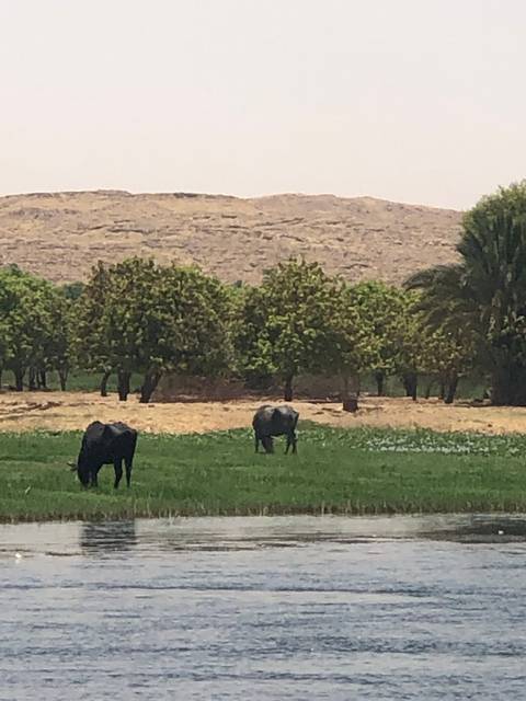       Grazing animals by a river with a hilly landscape.
  