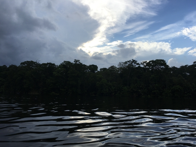       Dark silhouette of a jungle across a river.
  
