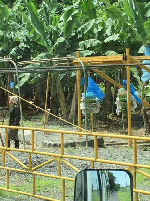       Banana plantation worker near hanging bunches of bananas.
  