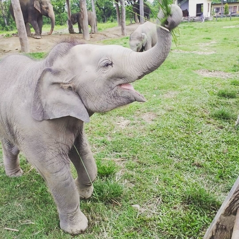 Young elephant standing in grassy area.