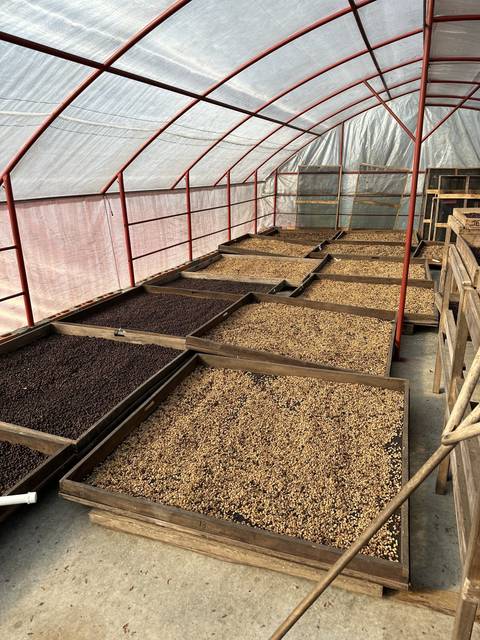       Beans drying in trays inside a greenhouse structure.
  