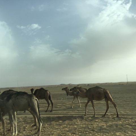 Caravan of camels walking through a desert landscape.