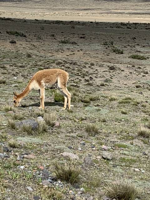       A lone llama standing in a barren, grassy terrain.
  
