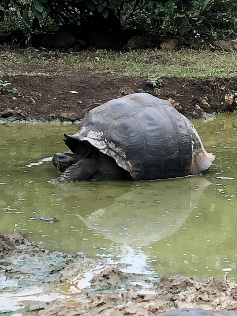Giant tortoise resting in a muddy pond.
