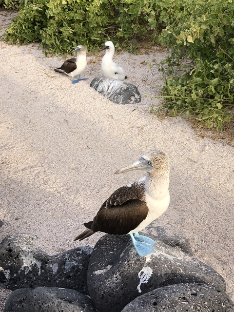 Blue-footed booby standing on a sandy path.