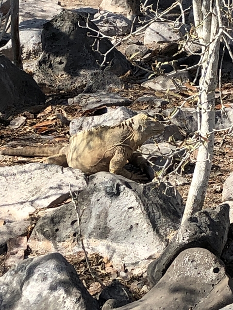 Iguana perched on rocky terrain.
