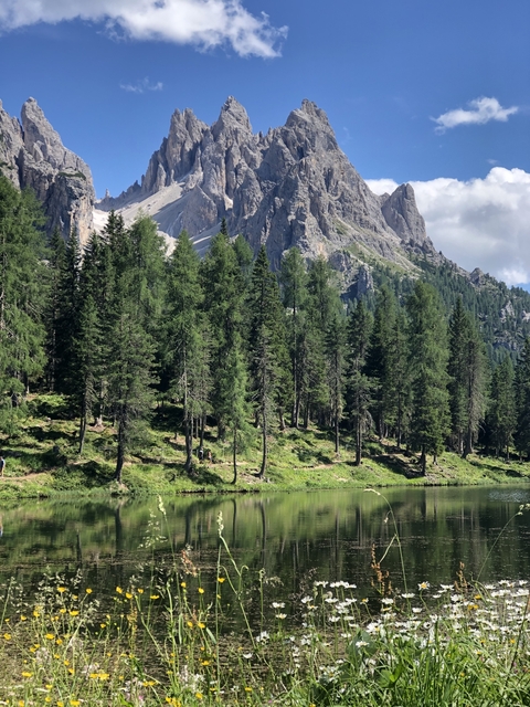 Lush forest with a view of rugged mountains.