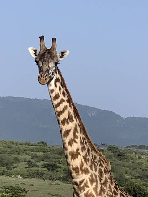 Giraffe standing in a grassy savannah with hills in the background.