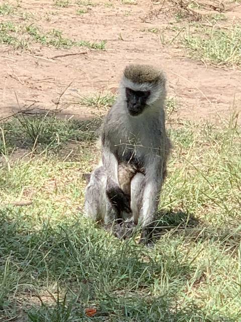 Monkey sitting on grass, partially shaded by trees.