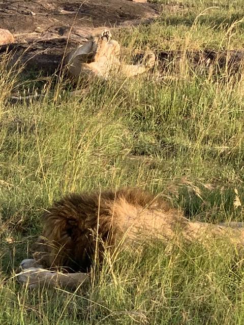 Lions resting in tall grass, partially hidden.