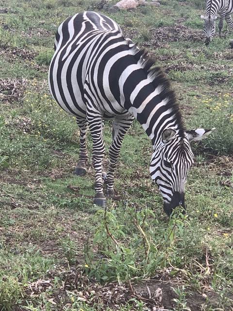       Zebra grazing in a grassy field.
  