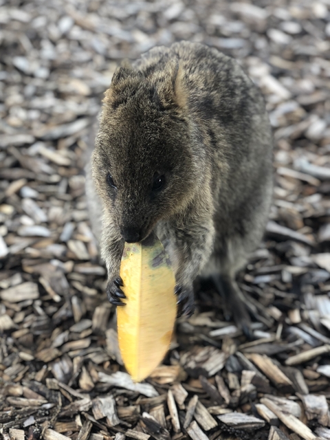Close-up of a small marsupial eating a piece of fruit.