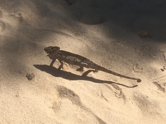 Chameleon on sand in natural habitat.