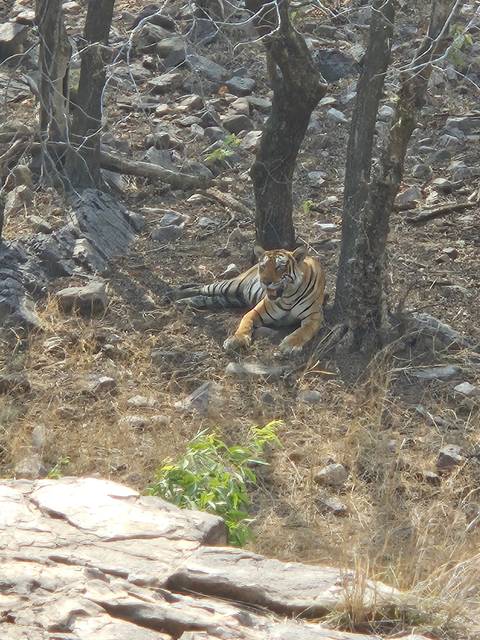       A tiger resting under a tree at Ranthambore National Park.
  