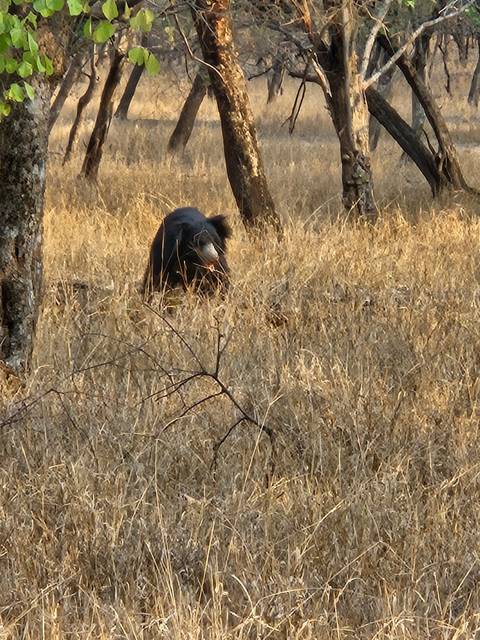       A sloth bear walking through dry grass.
  