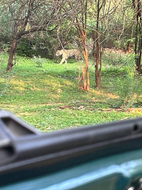 Tiger in a forest, partially obscured by trees.