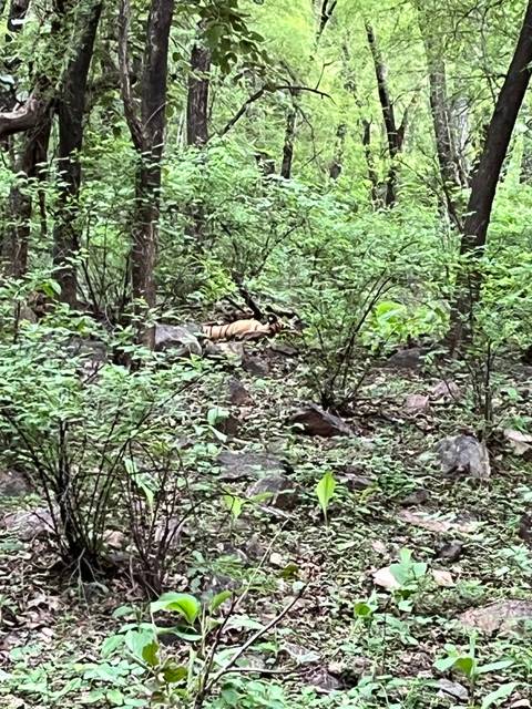 Tiger in a dense forest surrounded by green foliage.
