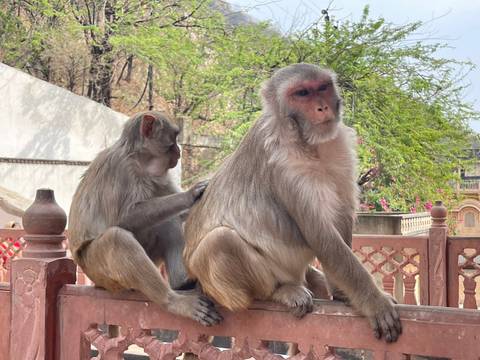 Two monkeys on a stone railing in an inverted position.