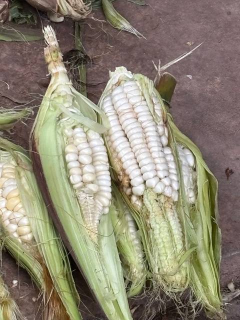 Corn ears on display.