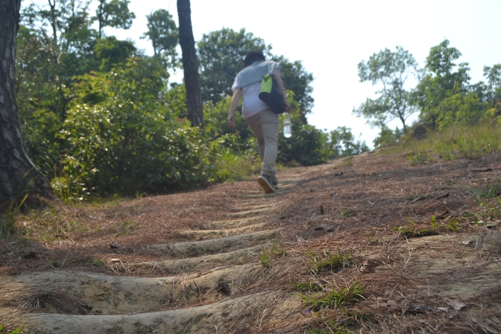 Person walking up a forest path with trees and grass.