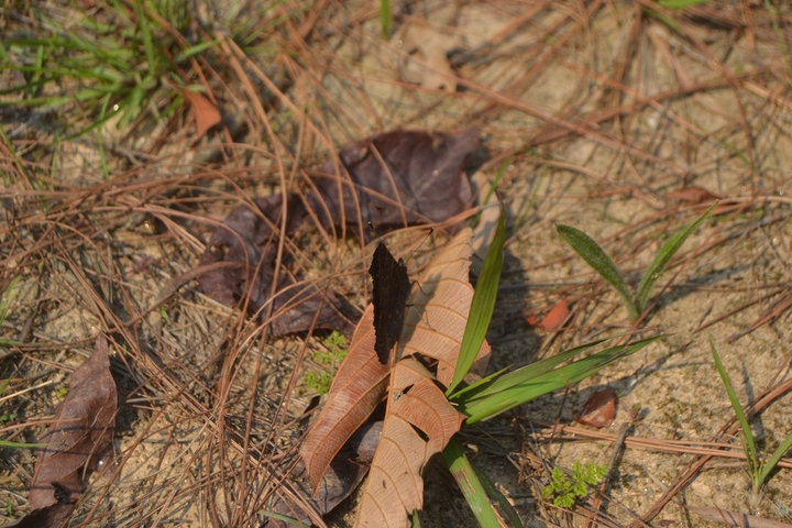 Leaf litter on the ground with a butterfly.