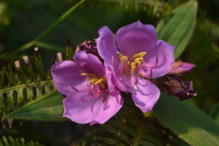Close-up of pink flowers in bloom.