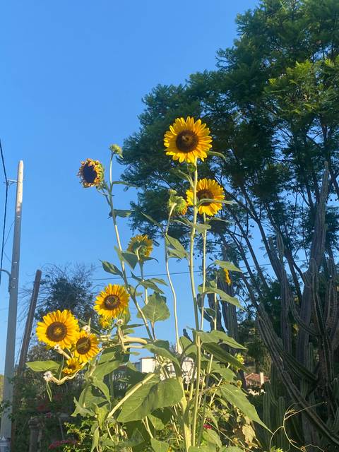 Sunflowers against a blue sky.