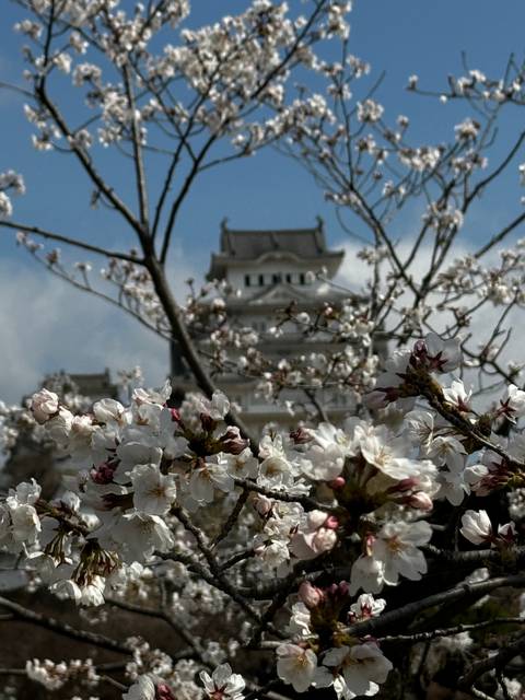 A castle with cherry blossoms in the foreground.