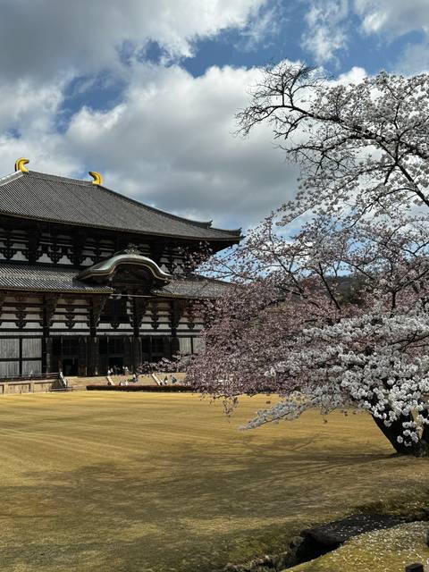 Cherry blossoms in front of a large, traditional building.