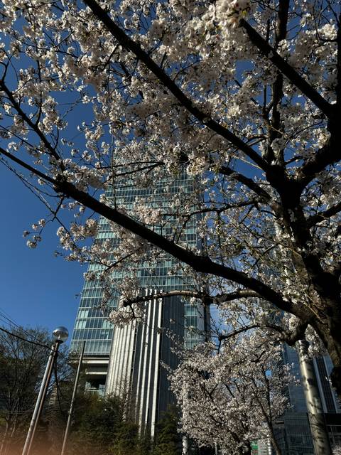       Cherry blossom trees around a modern building.
  