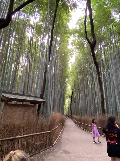       Bamboo forest with people walking.
  