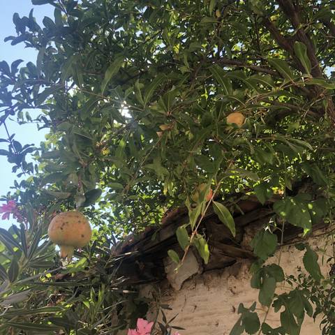       Green foliage against a rustic structure.
  