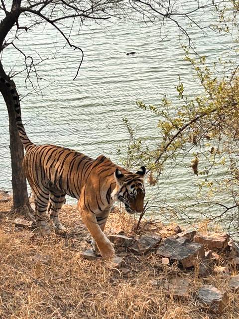 Tiger walking near a water body.
