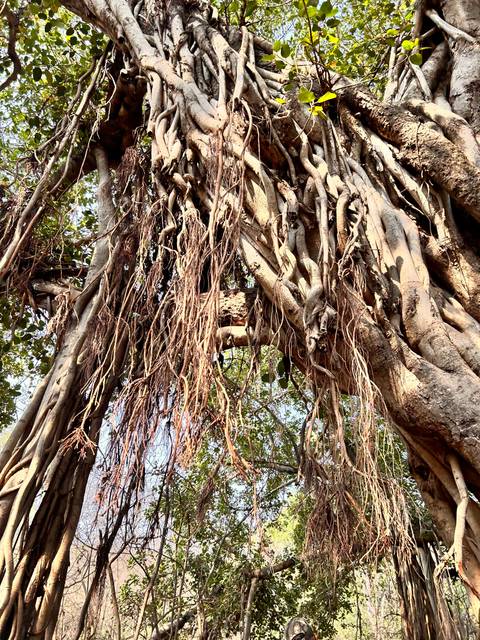 Complex tree structure with intertwined branches.