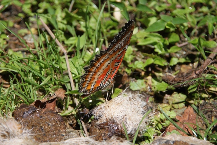 Close-up of a butterfly with vibrant orange and black wings on green foliage.