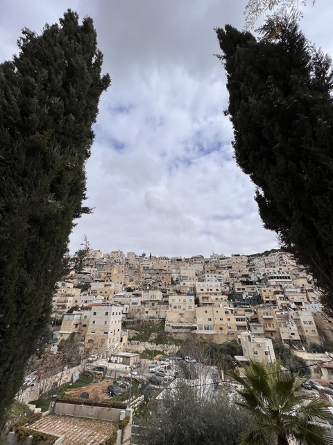 A cityscape of densely-packed buildings between large trees.