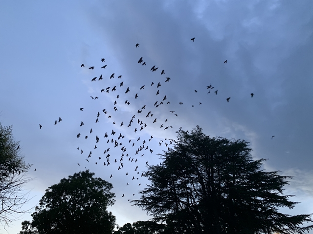       Flock of birds flying above trees during dusk.
  