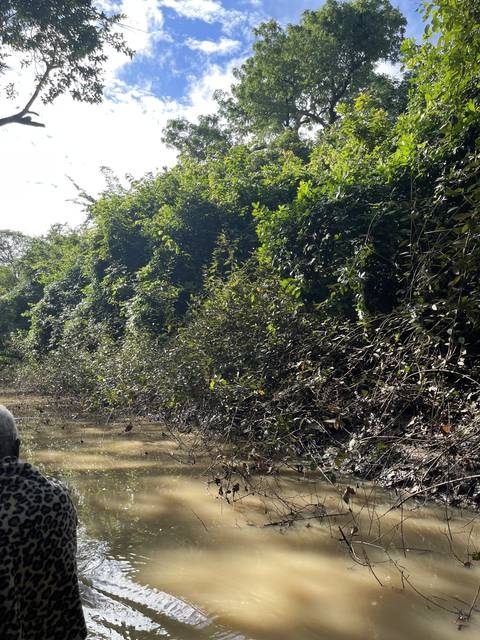 River winding through a lush forest.