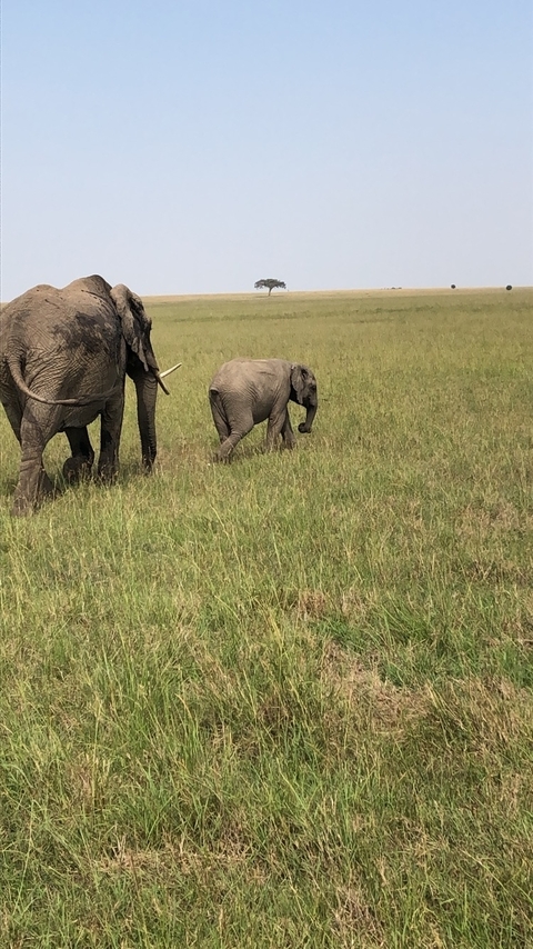       Photo d'avis client sur Migration classique de luxe dans le Masai Mara avec Mara Engai 
  