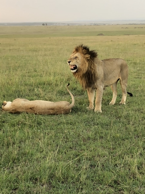 Male lion standing on grass beside a lioness.