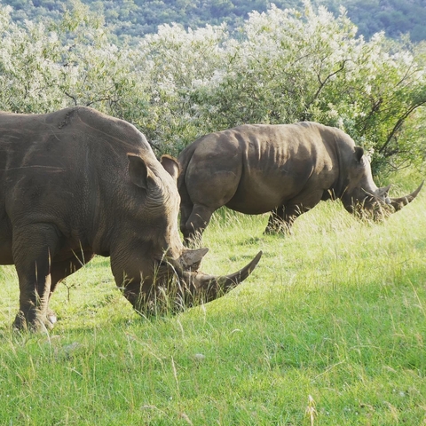       Pair of rhinos grazing on grass.
  